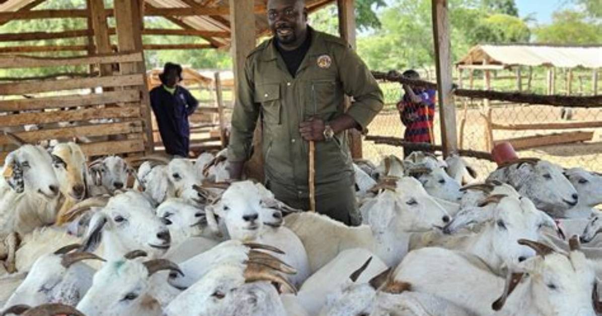 What Animal Do Ham