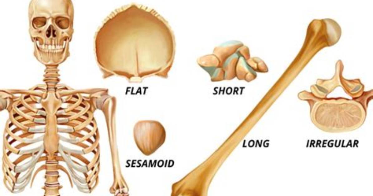 What Bones Are