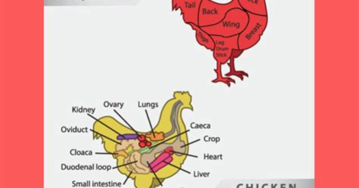 Where Do Gizzards