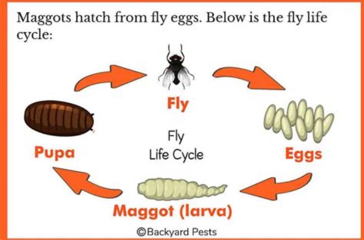 Where Do Maggots Come from? the Life Cycle Behind the “Sudden” Swarm